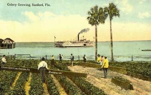 Celery_Growing,_Sanford,_FL